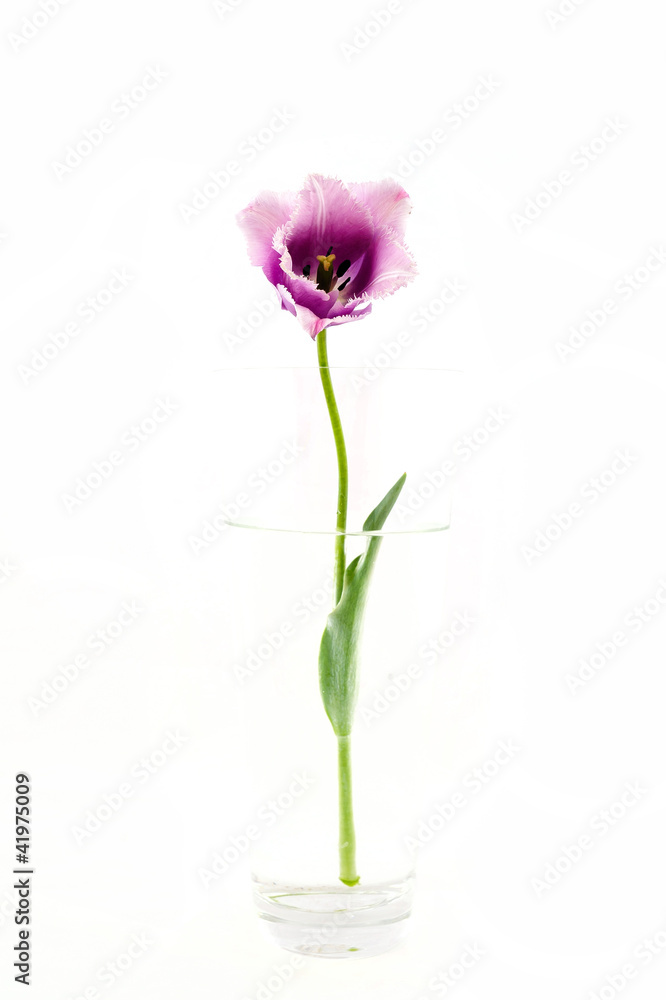 flowers isolated on white. tulips flowers isolated on white. tulips