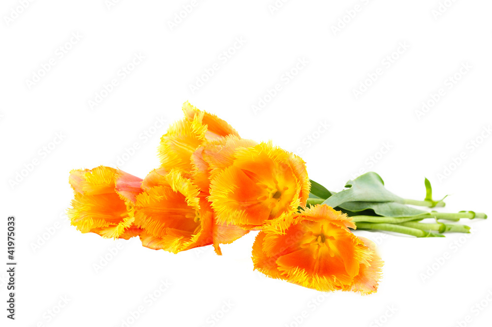 flowers isolated on white. tulips flowers isolated on white. tulips