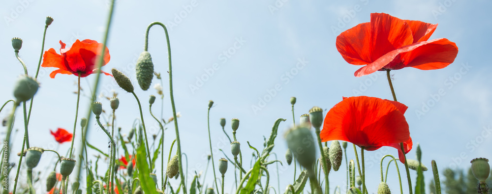 Naklejka premium Fleurs - Coquelicots