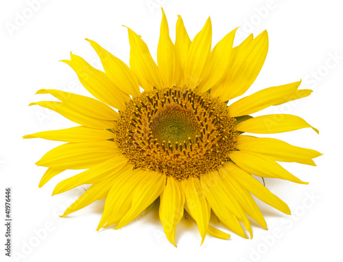beautiful yellow Sunflower © ksena32