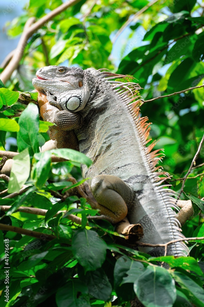 Obraz premium green iguana