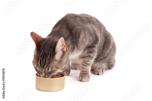 Fototapeta Naklejka Na Ścianę i Meble -  Cat eating canned food isolated on white