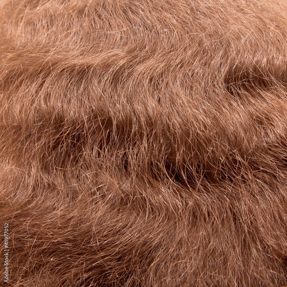 Fototapeta premium long brown hair