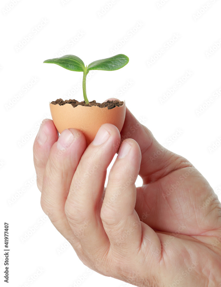 young green plant in an eggshell young green plant in an eggshell