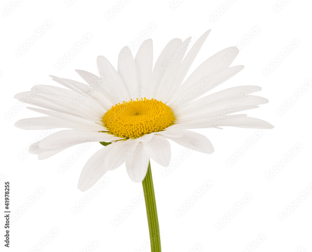 beautiful chamomile beautiful chamomile