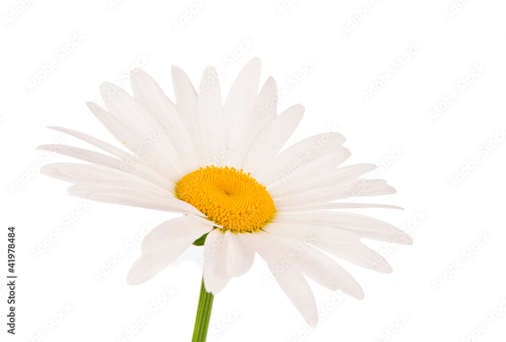 Fototapeta premium chamomile isolated