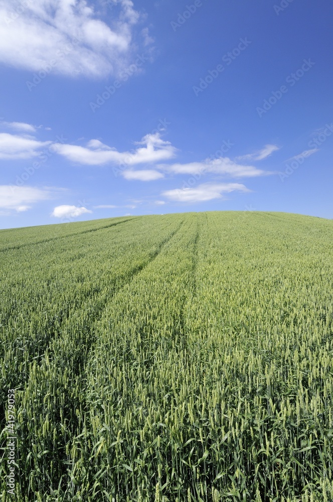 Green wheat field Green wheat field