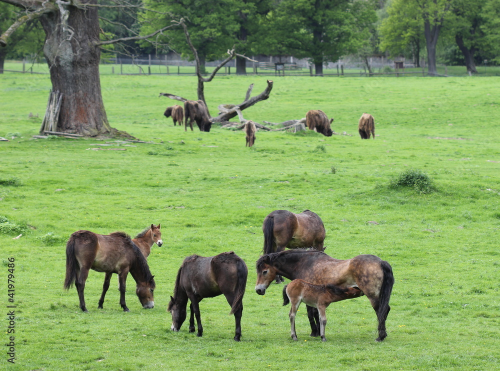 Exmoorponystuten mit neugeborenen Fohlen und Wisenten