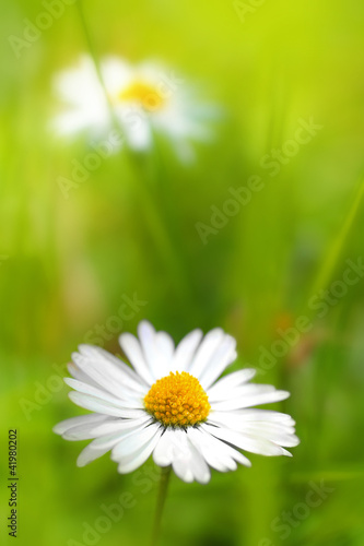 Fototapeta Naklejka Na Ścianę i Meble -  Beautiful, soft daisies