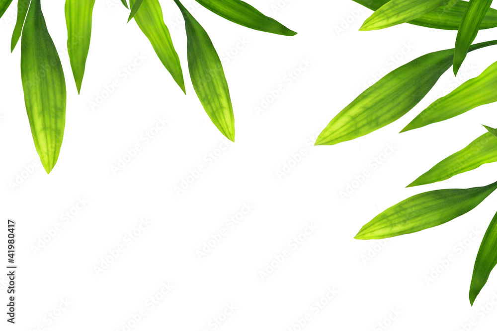 Beautiful bamboo leaves border on white