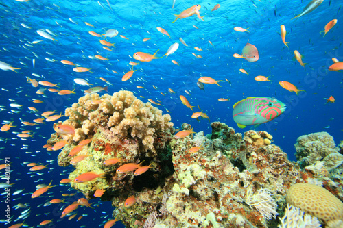 Fototapeta Naklejka Na Ścianę i Meble -  Coral Reef Scene with Tropical Fish