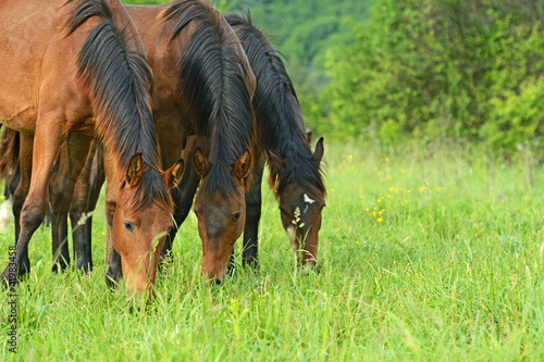 Obraz na płótnie Horse w salonie