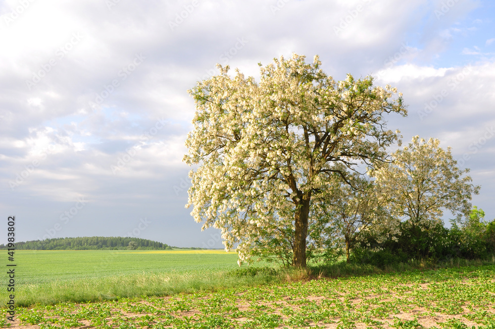 Robinia pseudoacacia