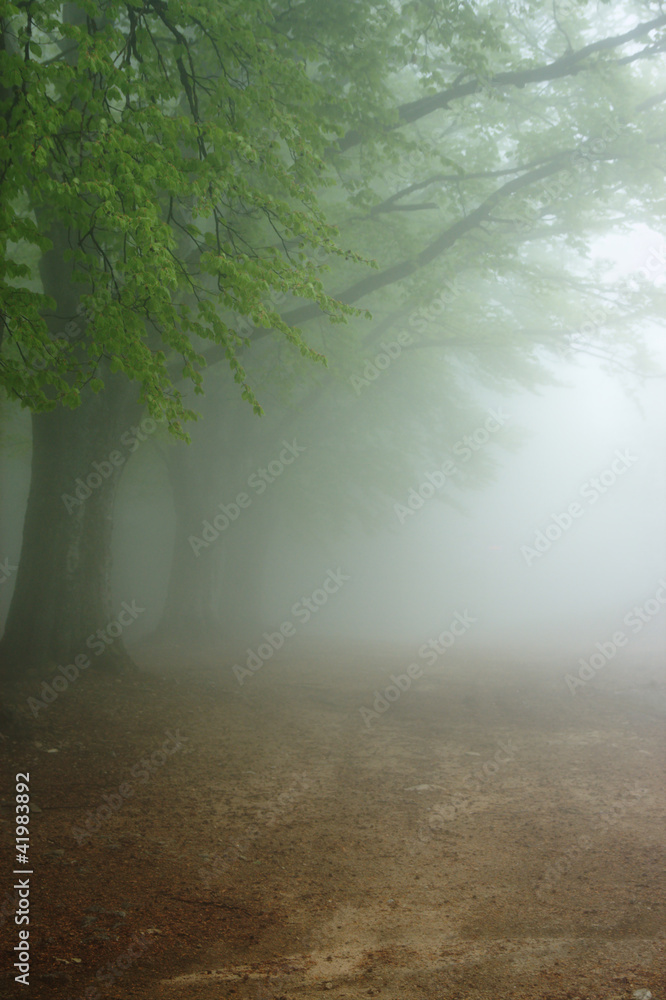Fototapeta premium Fog alley