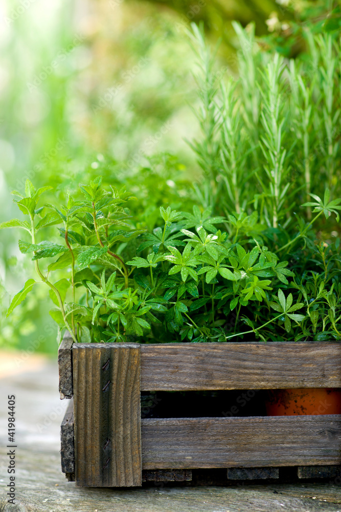 Gartenkräuter Gartenkräuter