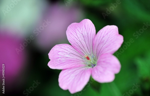 pink geranium