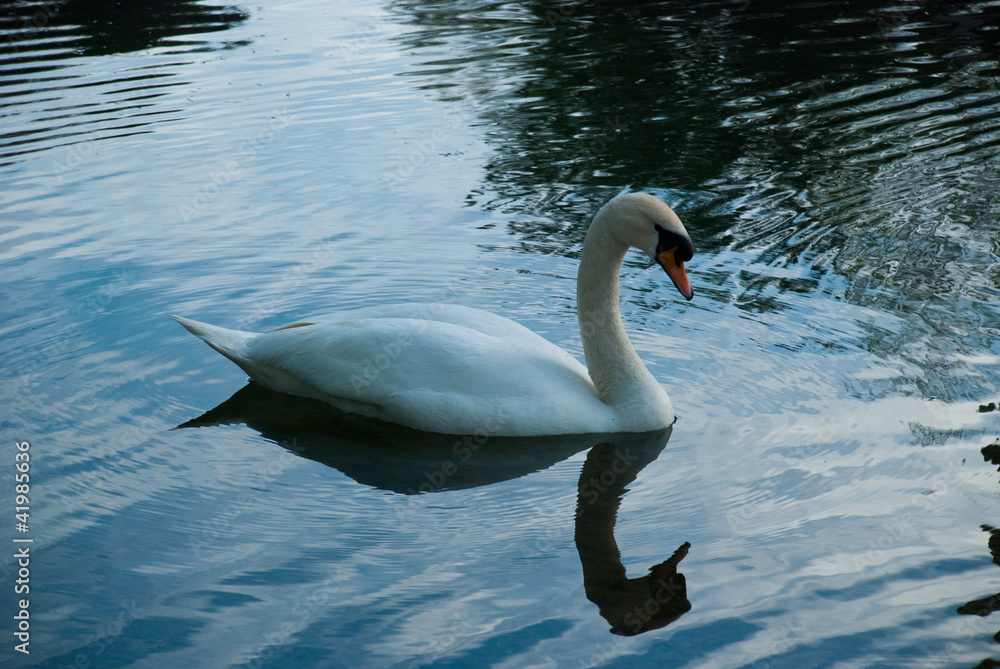 Fototapeta premium Schwan