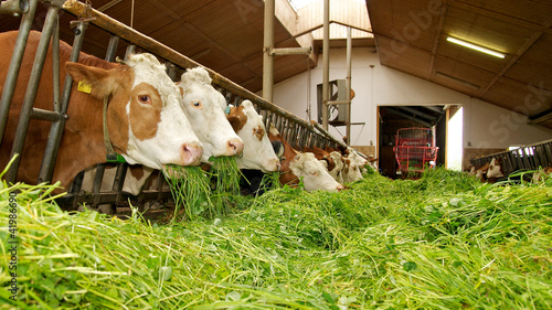 Kühe mit frischem Gras im Kuhstall