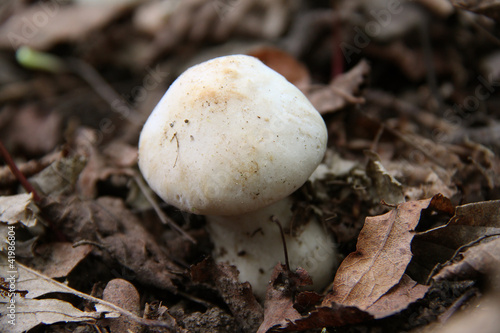 Champignon photo