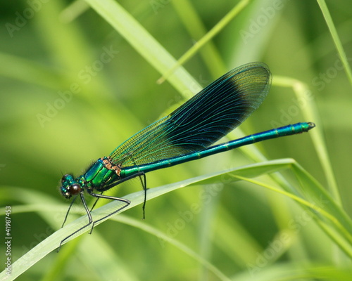 isolated blue winged dragonfly on grass © Patrik Stedrak