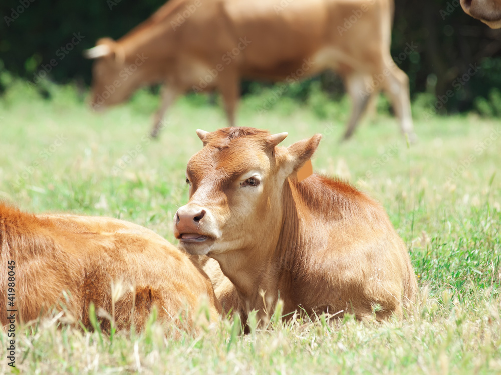 little spanish calve lay in pasture little spanish calve lay in pasture