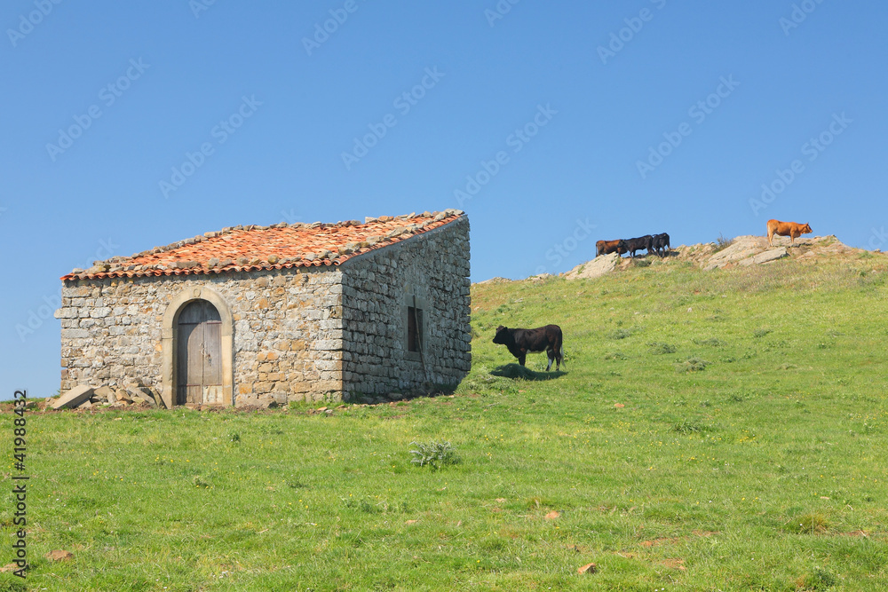 Obraz premium Pasturage