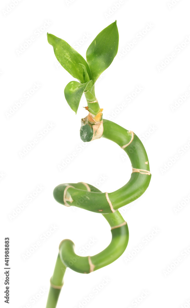 Obraz premium beautiful green bamboo isolated on white