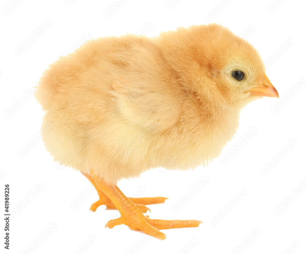 Obraz premium beautiful little chicken isolated on the white