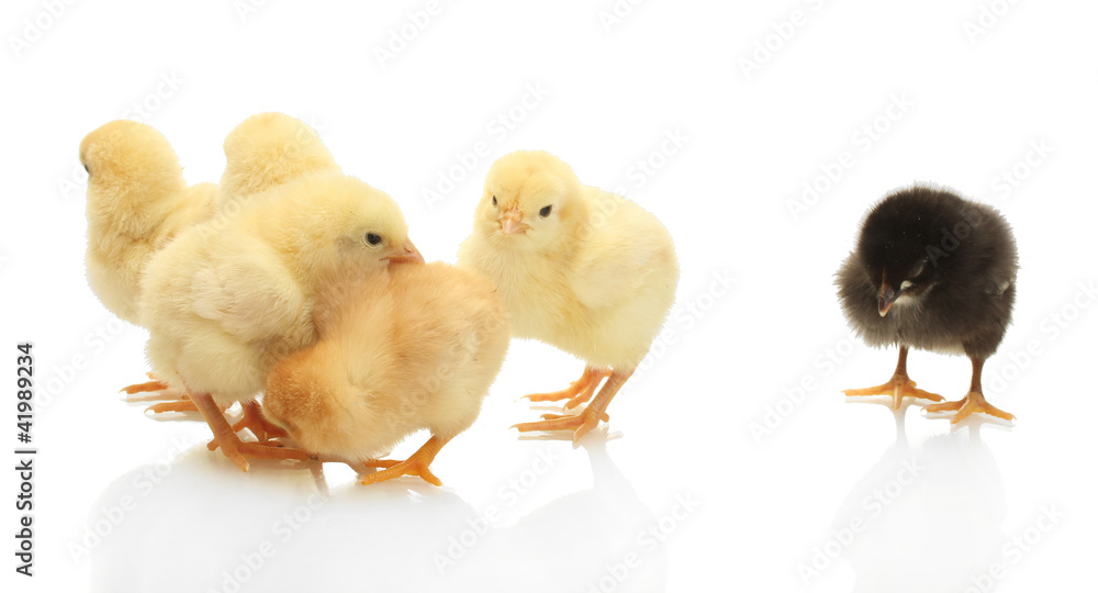 Obraz premium yellow and black little chickens isolated on the white
