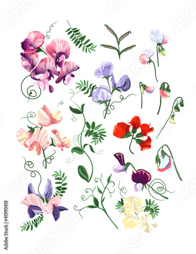 Colorful realistic set of sweet pea flowers and leafs.