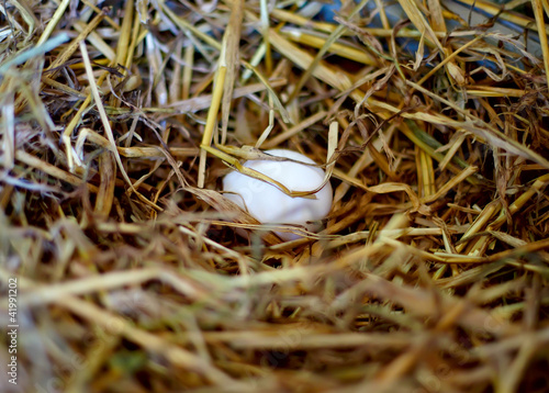 Egg in the nest