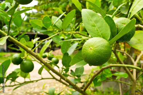 Wallpaper Mural lemon Garden Torontodigital.ca