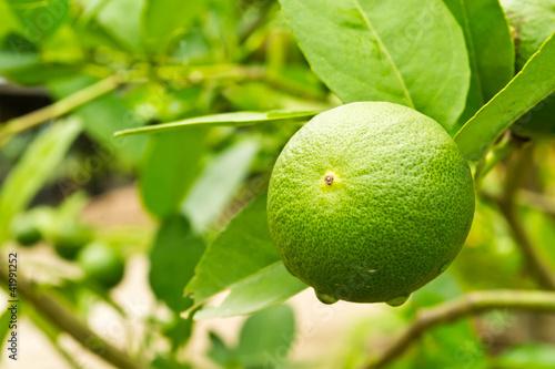 Wallpaper Mural lemon Garden Torontodigital.ca