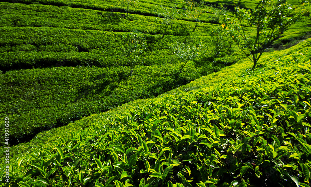 Tea plantation Tea plantation