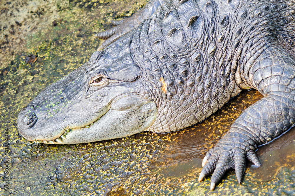 Obraz premium American alligator (Alligator mississippiensis)