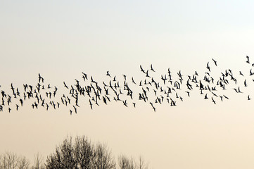 Crédence de cuisine Oiseaux Flock of birds migrating south  © Jože Potrebuješ