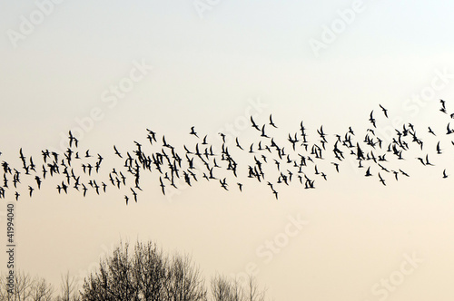 Flock of birds migrating south #41994040
