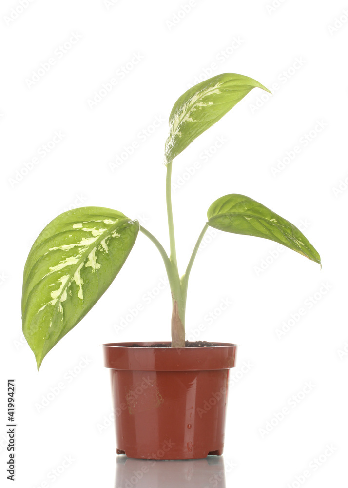 beautiful Dieffenbachia in flowerpot isolated on white beautiful Dieffenbachia in flowerpot isolated on white