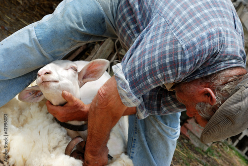 Sardegna, pastore taglia la lana di pecora photo