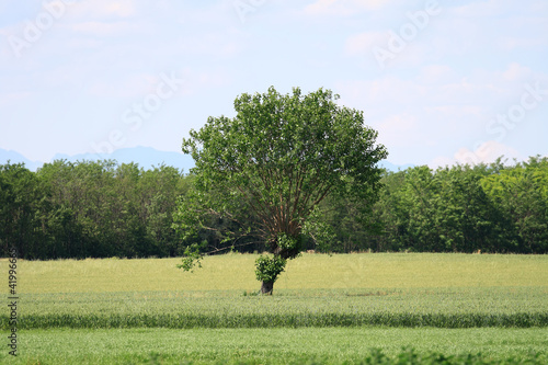 Tableau sur toile mulberry  tree