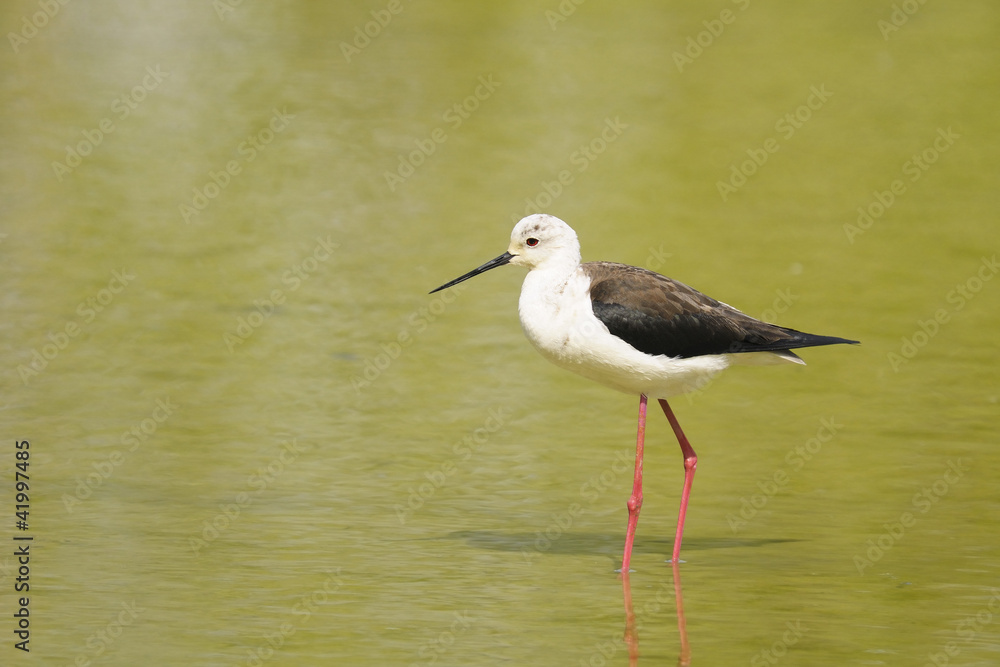 black-winged stilt, himantopus himantopus black-winged stilt, himantopus himantopus
