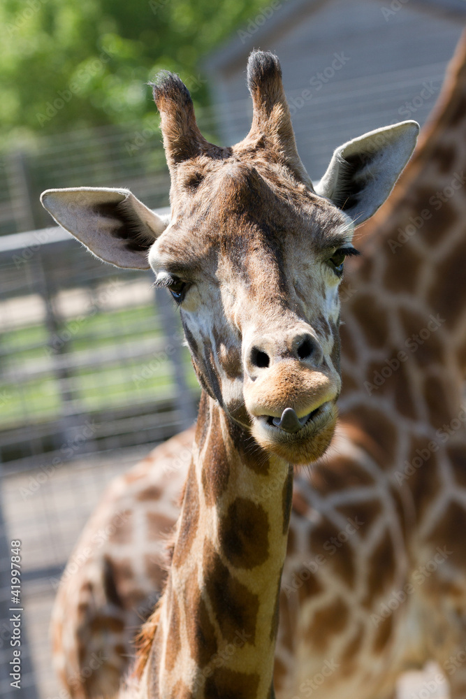 Fototapeta premium Giraffe