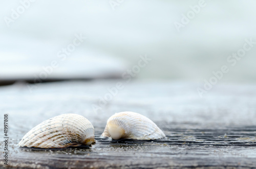 Muscheln an der Küste