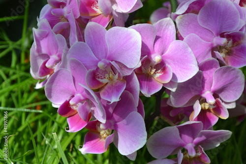 орхидея, orchid