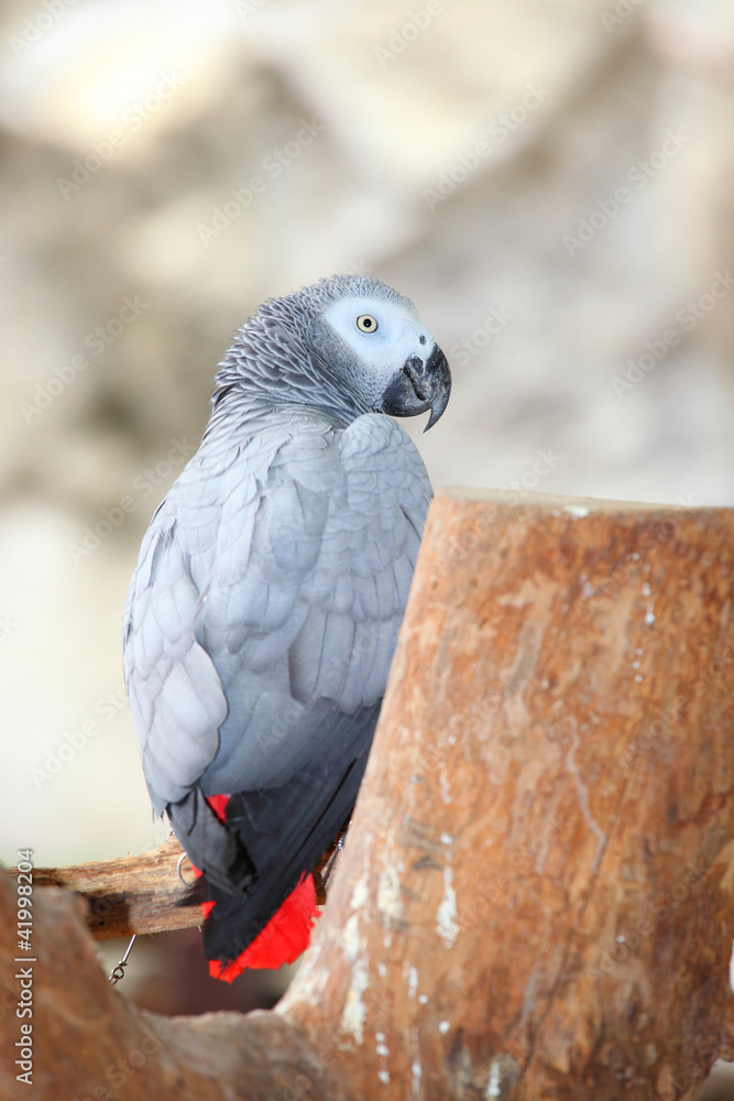 Fototapeta premium Portrait of an Congo African Grey Parrot