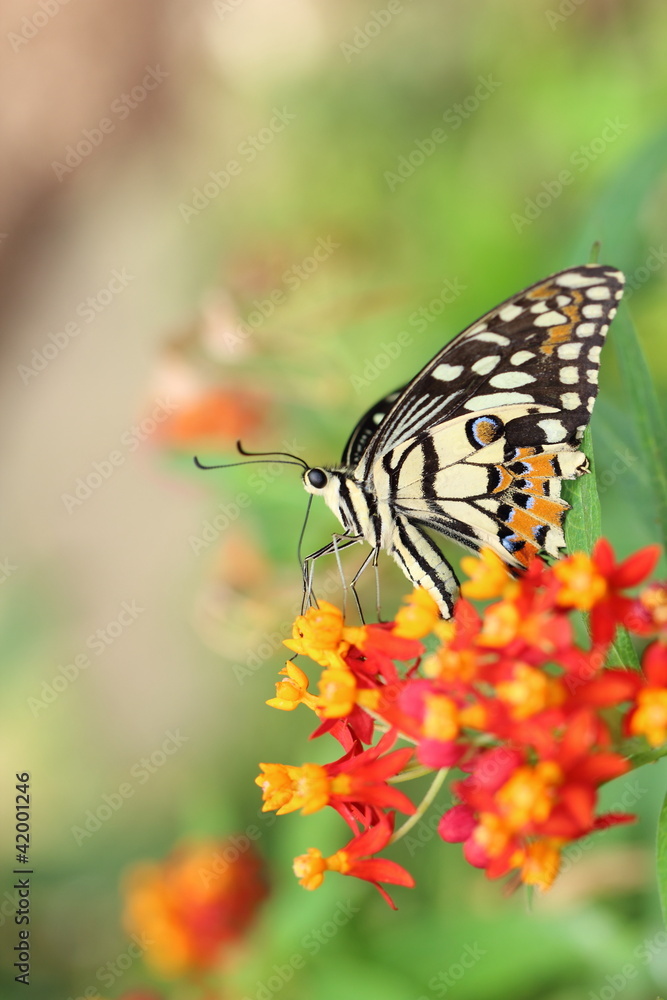 butterfly butterfly