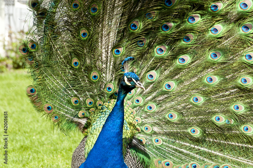 Fototapeta premium peacock
