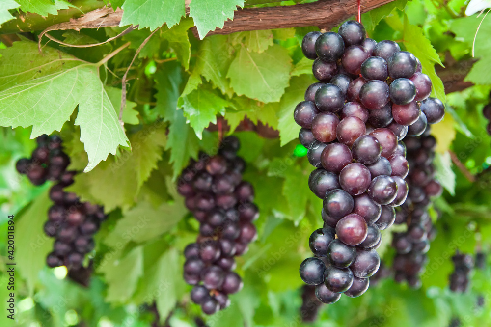 ripening grape clusters on the vine