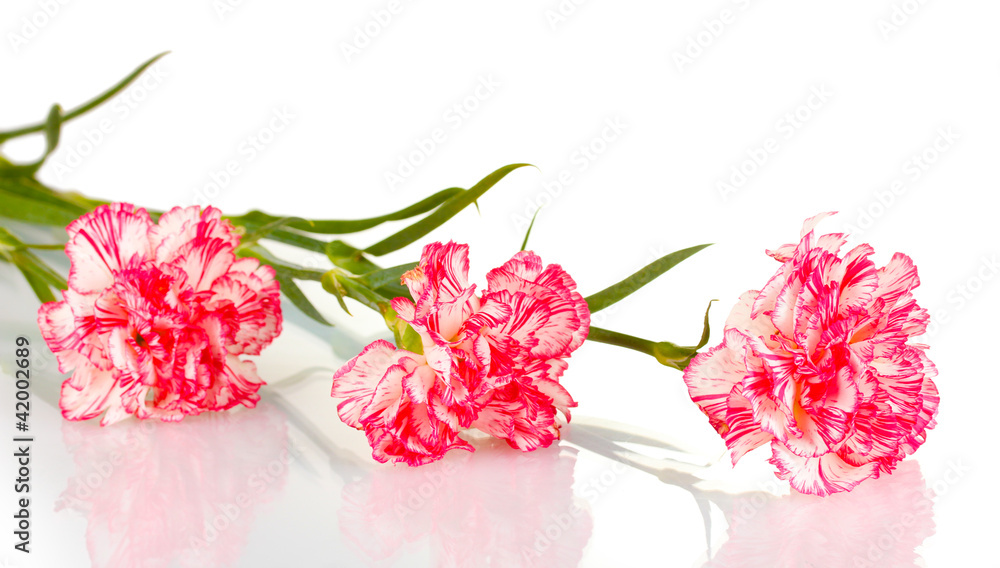 Beautiful carnations isolated on white Beautiful carnations isolated on white