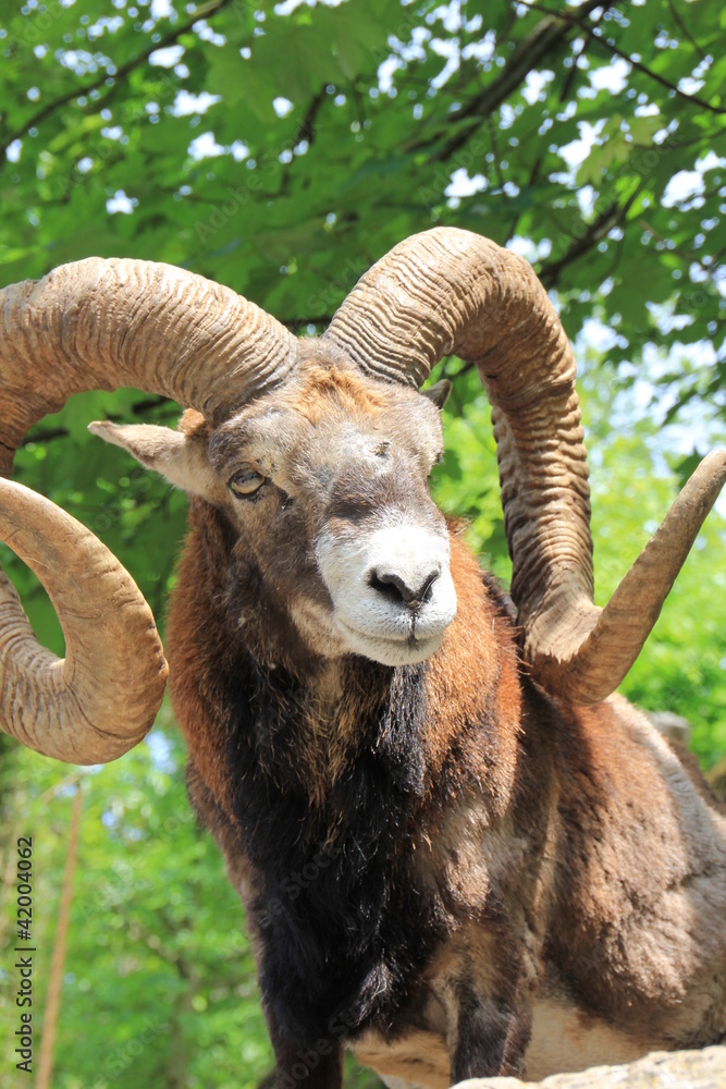 Alpine Ibex Alpine Ibex